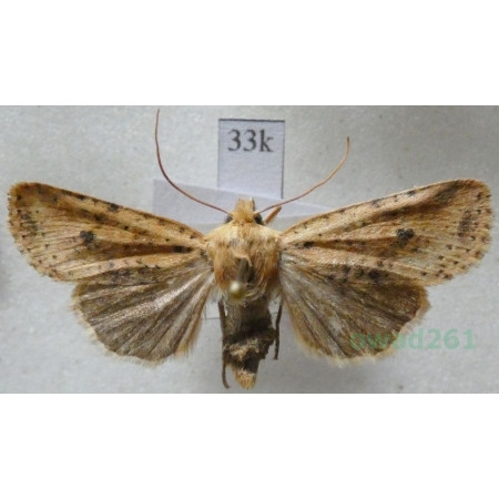 Conistra rubiginea (Denis & Schiffermüller, 1775) Porożnica rudnica Slovakia33k